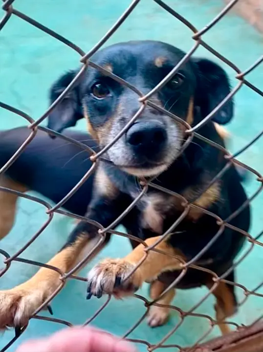 Animal resgatado pela Associação Focinho Carente, disponível para adoção em Bariri