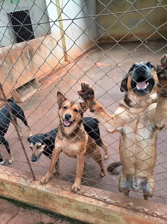 Animal resgatado pela Associação Focinho Carente, disponível para adoção em Bariri