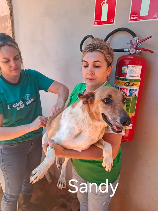 Animal resgatado pela Associação Focinho Carente, disponível para adoção em Bariri