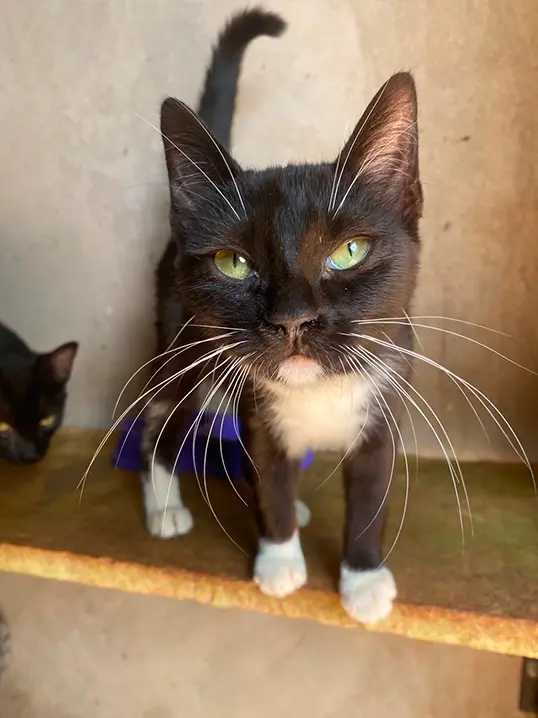 Animal resgatado pela Associação Focinho Carente, disponível para adoção em Bariri