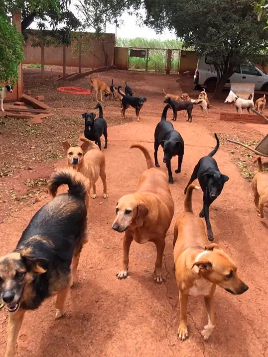 Animal resgatado pela Associação Focinho Carente, disponível para adoção em Bariri