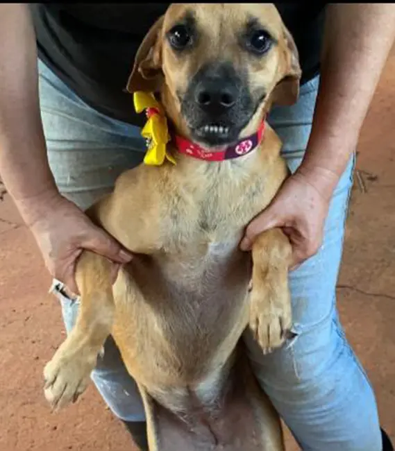 Florzinha, cão fêmea disponível para adoção na Associação Focinho Carente