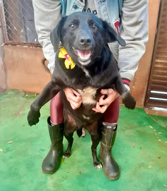 Gordinha, cão fêmea disponível para adoção na Associação Focinho Carente
