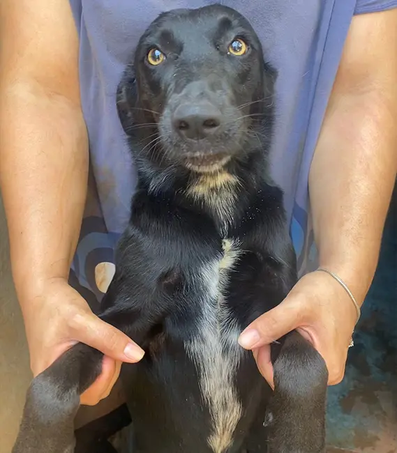 Luana, cão fêmea disponível para adoção na Associação Focinho Carente