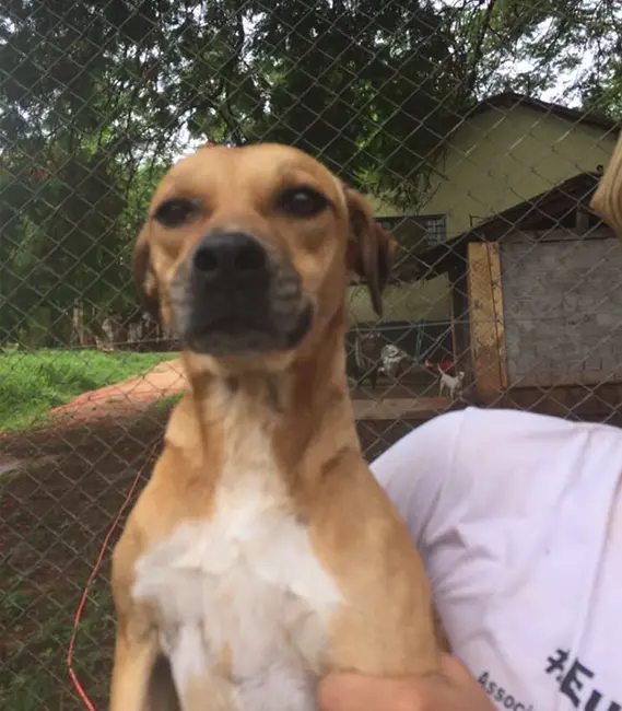 Meg, cão fêmea disponível para adoção na Associação Focinho Carente