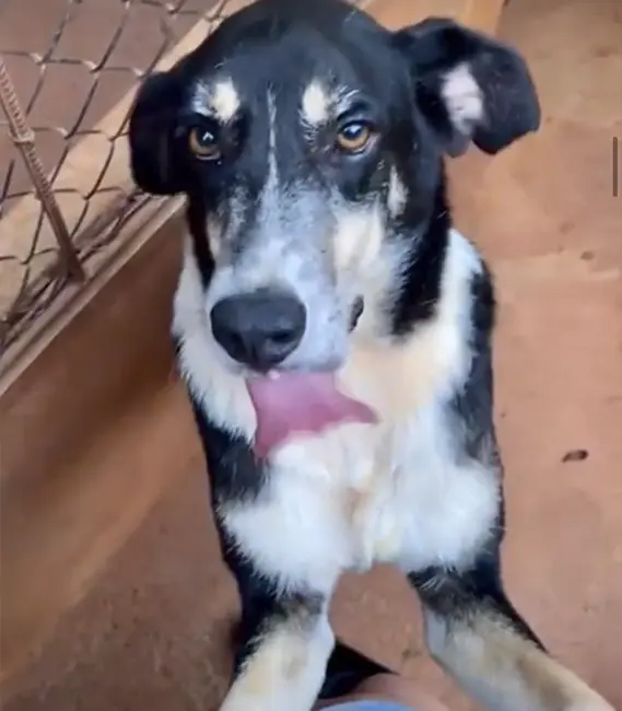Fred, cão macho disponível para adoção na Associação Focinho Carente