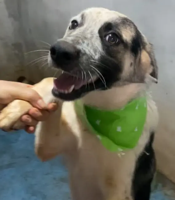 Leonardo, cão macho disponível para adoção na Associação Focinho Carente