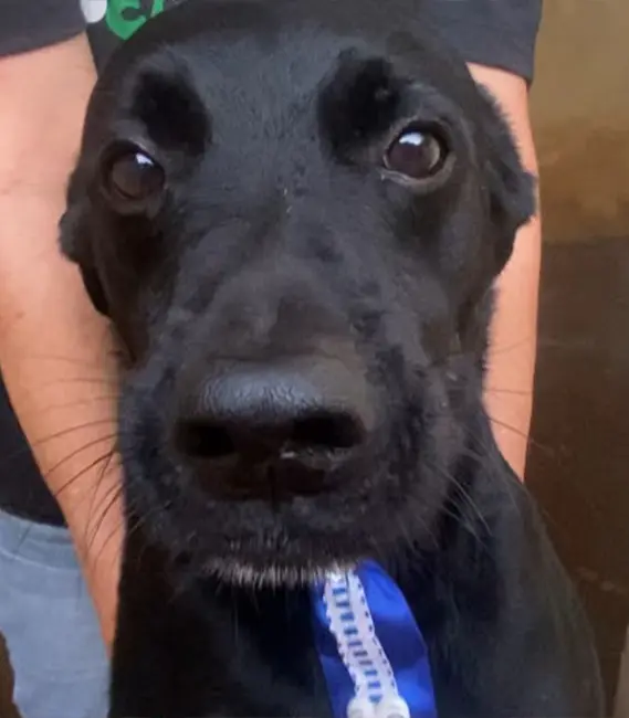 Negão, cão macho disponível para adoção na Associação Focinho Carente