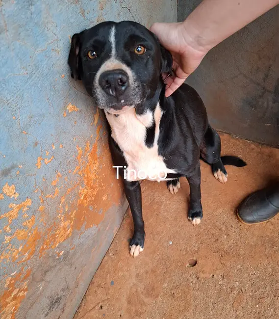 Tinoco, cão macho disponível para adoção na Associação Focinho Carente